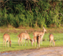 The Land of Willus