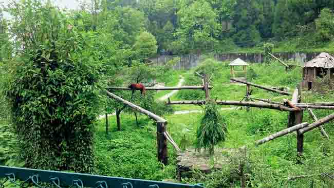 Red Pandas in the Himalayan Zoological Park, near Gangtok