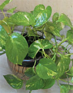 Investment alarm with a green cause