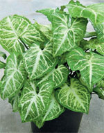 Investment alarm with a green cause