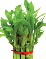 Investment alarm with a green cause