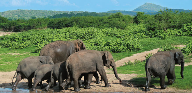 The gathering of elephants in Sri Lankas Minneriya national park is a stunning 