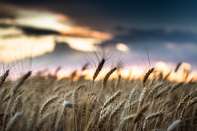 Niti Sees No Threat to Farm Sector from Second Covid Wave