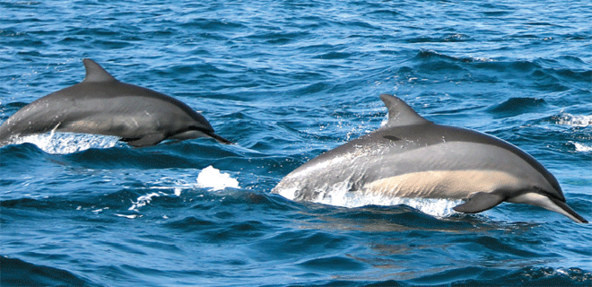 Far from the madding crowd